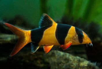 clown loach