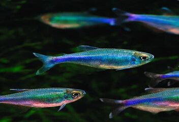 cochus blue tetra