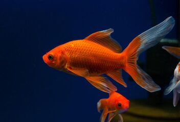comet goldfish