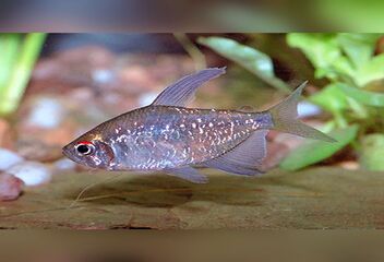 diamond tetra