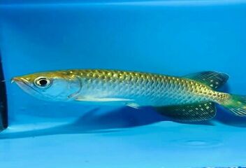 golden pearl arowana