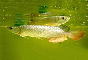 hyback arowana