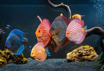 imported discus