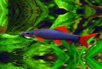 rainbow shark