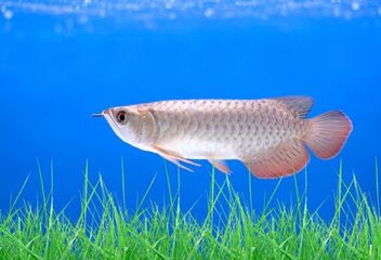 silver arowana