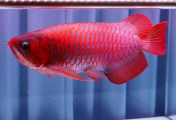 super red arowana