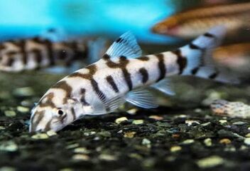 yo yo loach