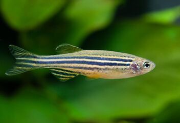 zebra danio
